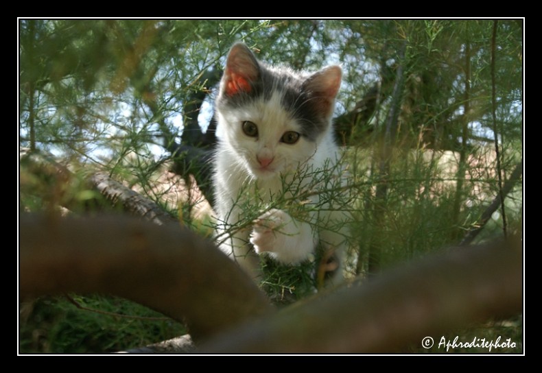 Animaux / Animals